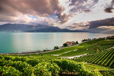 ラヴォー地区の葡萄畑 (c)MaudeRion-7483